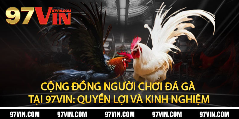 Đá Gà 97Vin - Cực phẩm đấu trường, thưởng thức đỉnh cao 2 Cộng Đồng Người Chơi Đá Gà Tại 97Vin: Quyền Lợi và Kinh Nghiệm